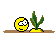 cactus cactus